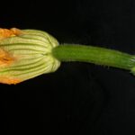 Blüte auf schwarzem Hintergrund – Symbol für Kreativität und Berührung im Tagesworkshop Intuitives Zeichnen 3 2025