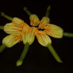 Blumen auf schwarzem Hintergrund – Symbol für Intuition und Kreativität im Tagesworkshop Intuitives Zeichnen 1 2025